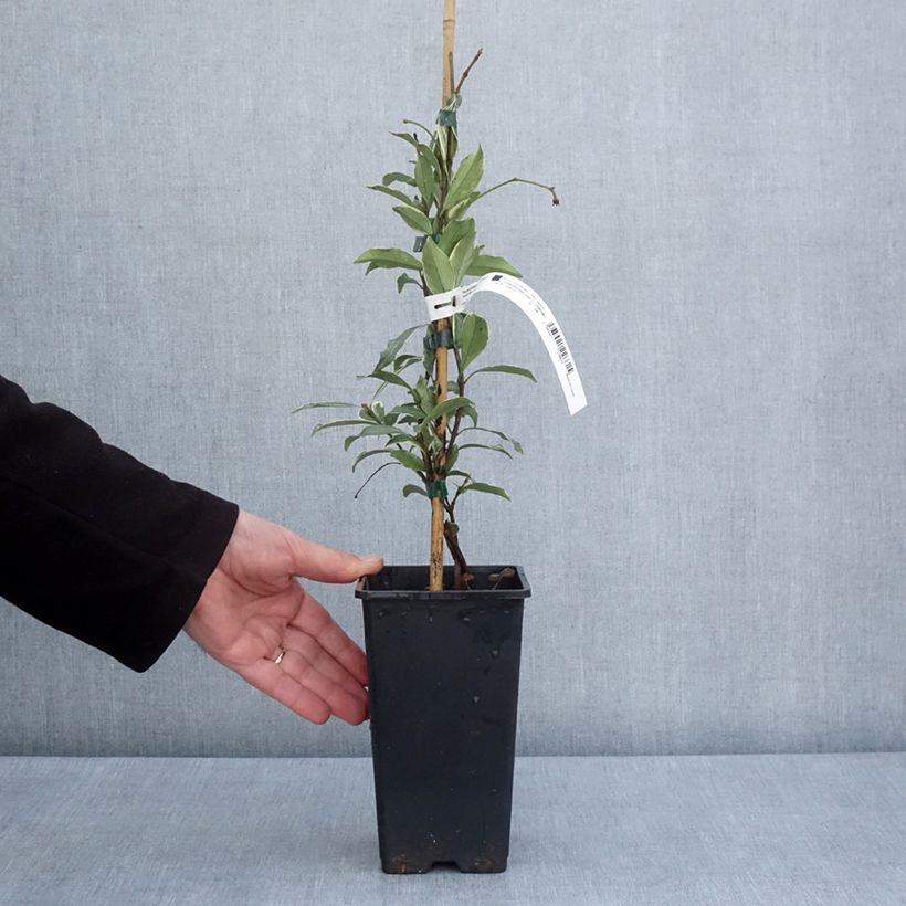 Trachelospermum asiaticum Star of Milano - Falso gelsomino asiatico Vaso da 1,5L/2L esemplare consegnato in primavera