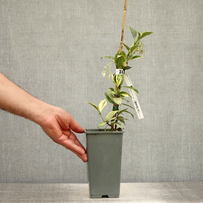 Esemplare di Trachelospermum jasminoides Sun Lover - Falso gelsomino Vaso da 1,5L/2L consegnato in estate