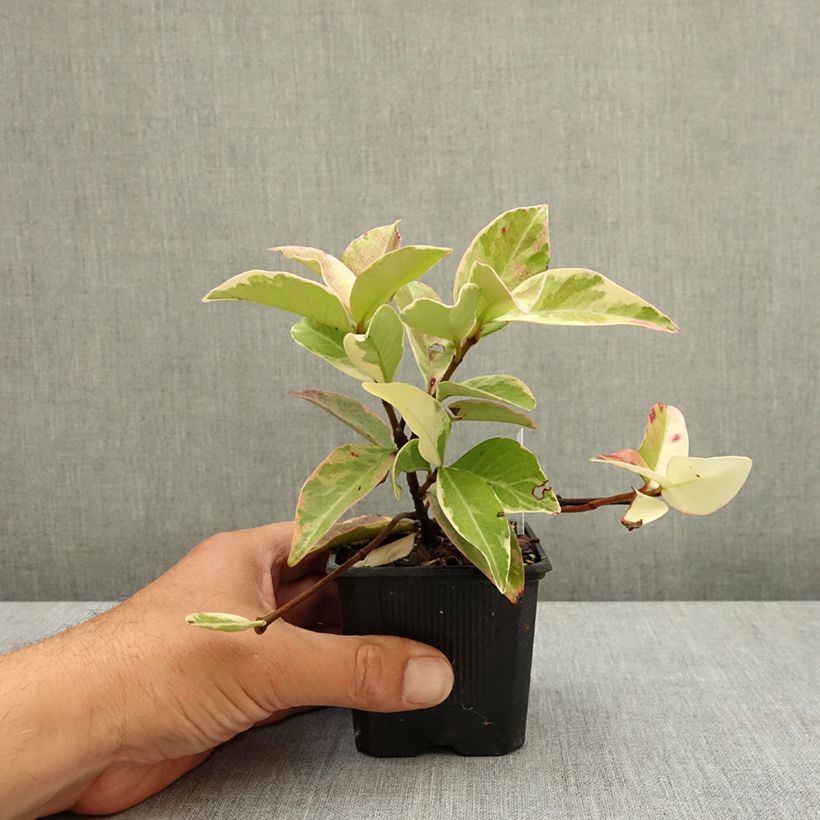 Trachelospermum jasminoides Variegatum - Falso gelsomino Vasetto da 8/9 cm esemplare consegnato in primavera