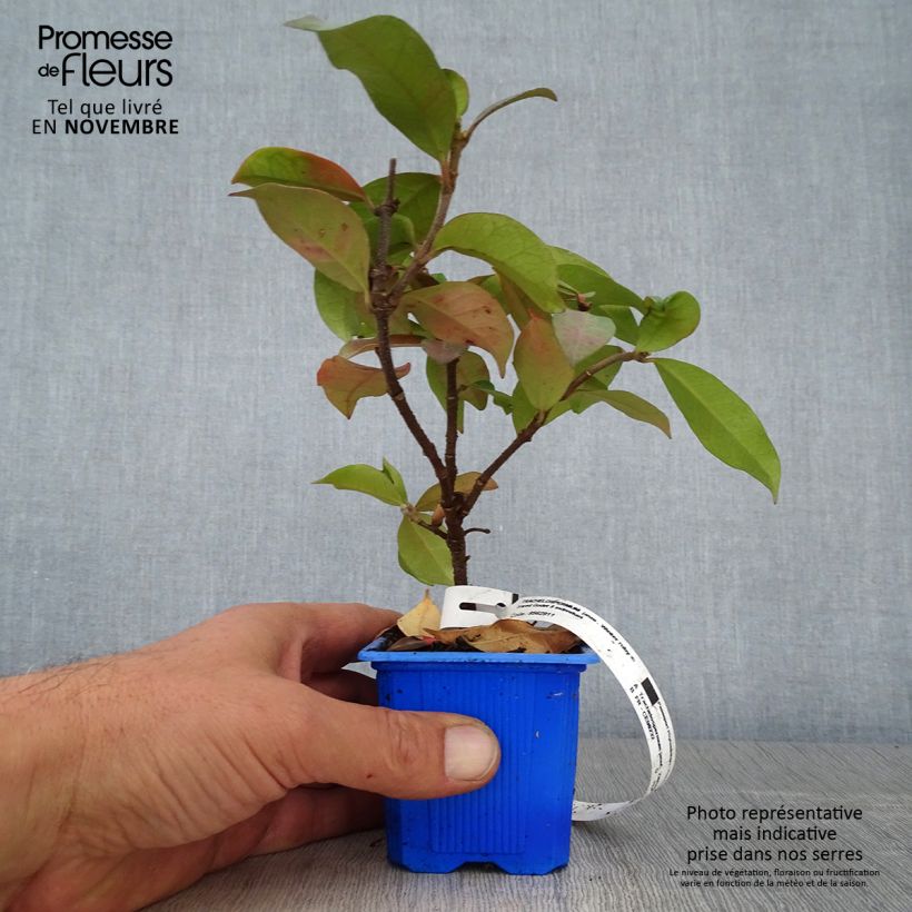 Esemplare di Trachelospermum jasminoides Winter Ruby - Jasmin étoilé Godet de 8/9 cm come consegnato in autunno