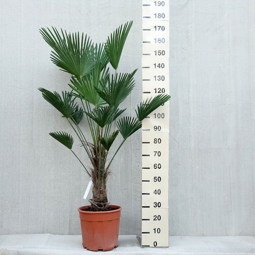 Esemplare di Trachycarpus wagnerianus Vaso da 12L/15L, Vaso impalcato alto come consegnato in autunno