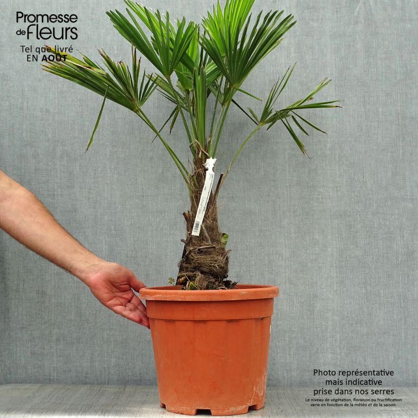 Esemplare di Trachycarpus wagnerianus Vaso da 12L/15L, Vaso impalcato alto consegnato in estate