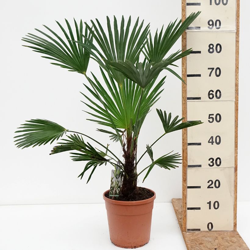 Esemplare di Trachycarpus wagnerianus Vaso da 6L/7L come consegnato in autunno