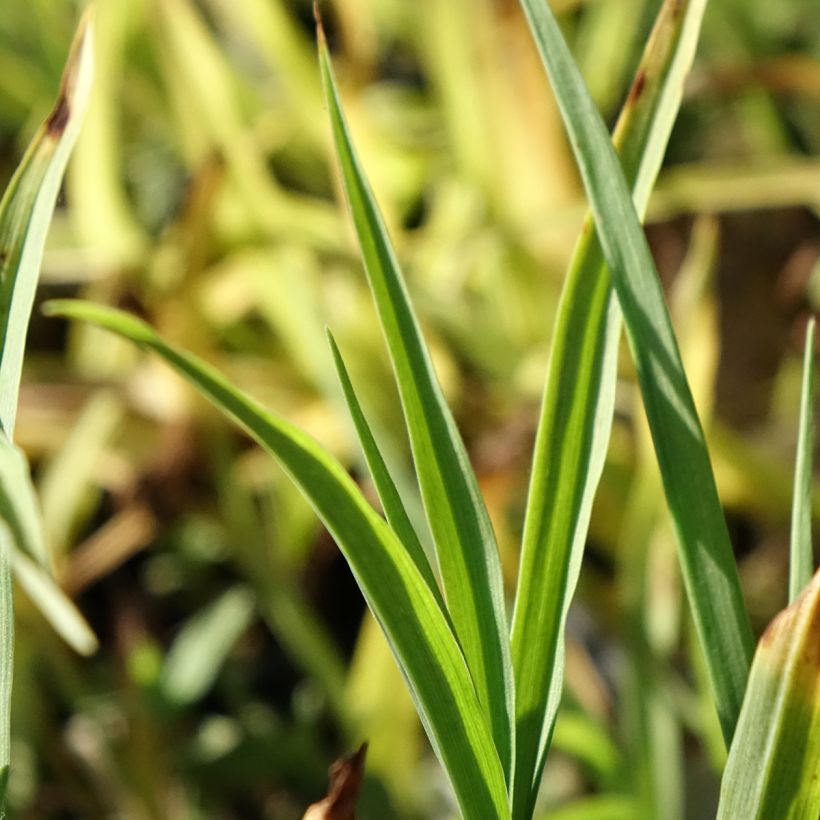 Tradescantia andersoniana Domaine de Courson (Fogliame)