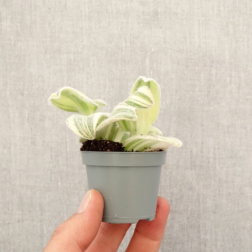 Tradescantia Brightness - Pianta miseria mini-pianta esemplare consegnato in primavera