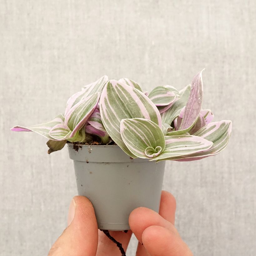 Example of Tradescantia cerinthoides Sweetness - Pianta miseria mini-pianta as you get in printemps