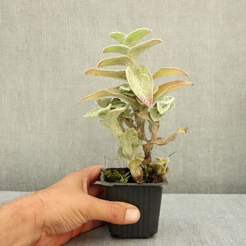 Esemplare di Tradescantia sillamontana - Pianta miseria Vasetto da 8/9 cm consegnato in estate