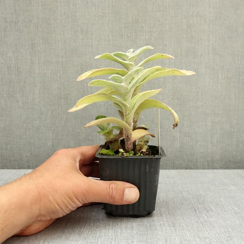Tradescantia sillamontana - Pianta miseria Vasetto da 8/9 cm esemplare consegnato in primavera