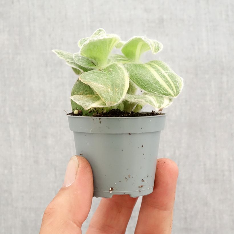 Tradescantia sillamontana Variegata - Pianta miseria mini-pianta esemplare consegnato in primavera