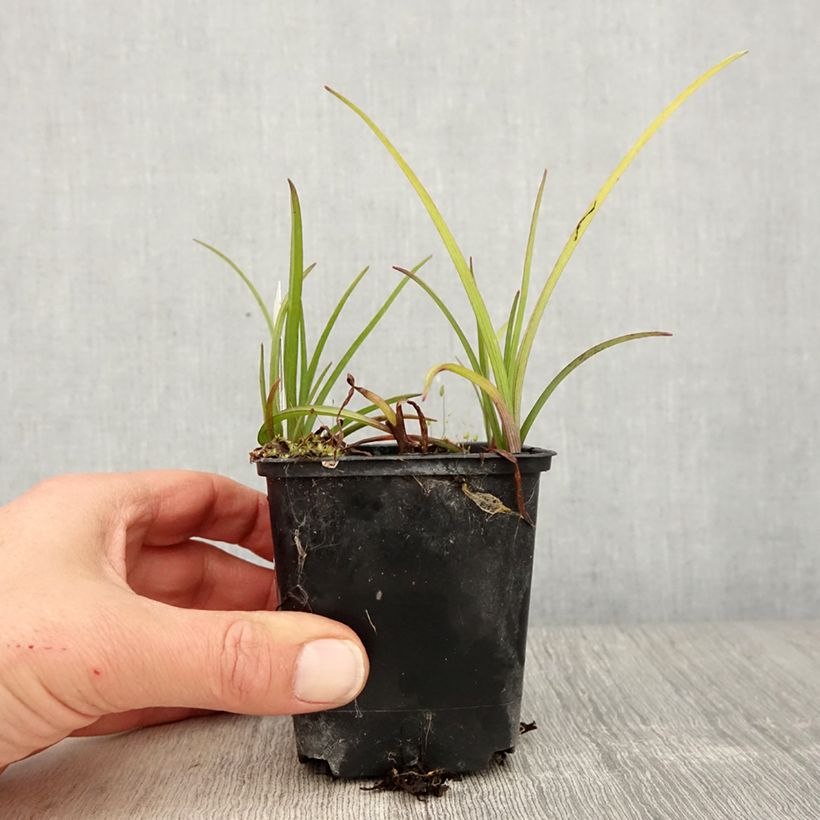 Tradescantia virginiana Brevicaulis - Tradescanzia Vasetto da 8/9 cm esemplare consegnato in primavera