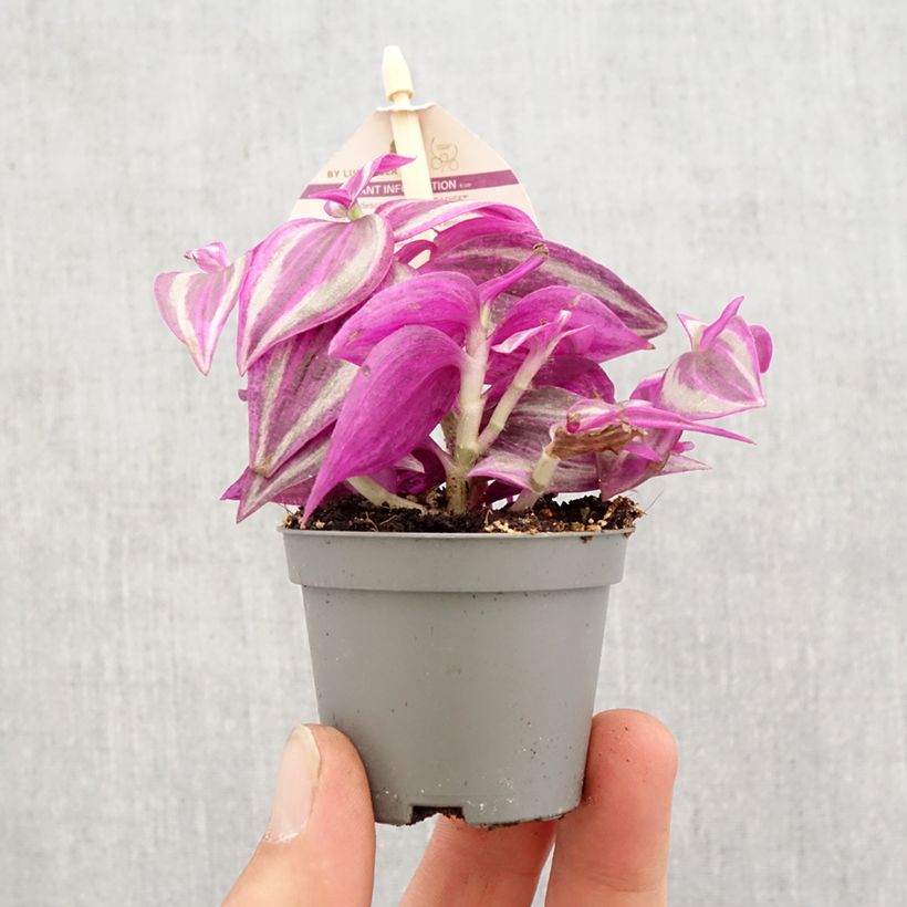 Example of Tradescantia zebrina Pink Paradise - Pianta miseria mini-pianta as you get in printemps