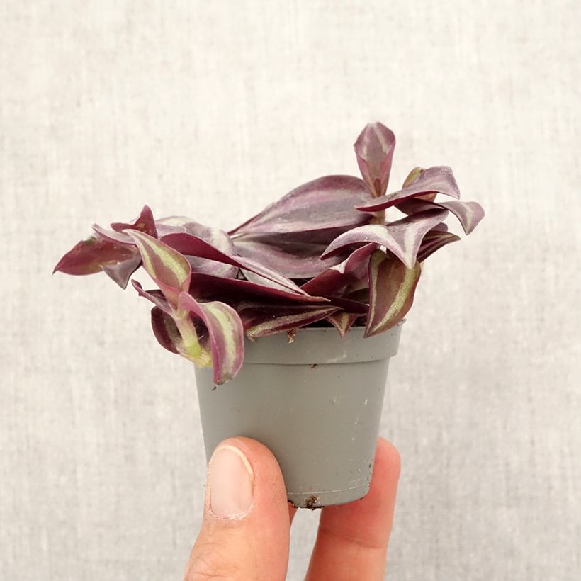 Example of Tradescantia zebrina Purple Joy - Pianta miseria mini-pianta as you get in printemps