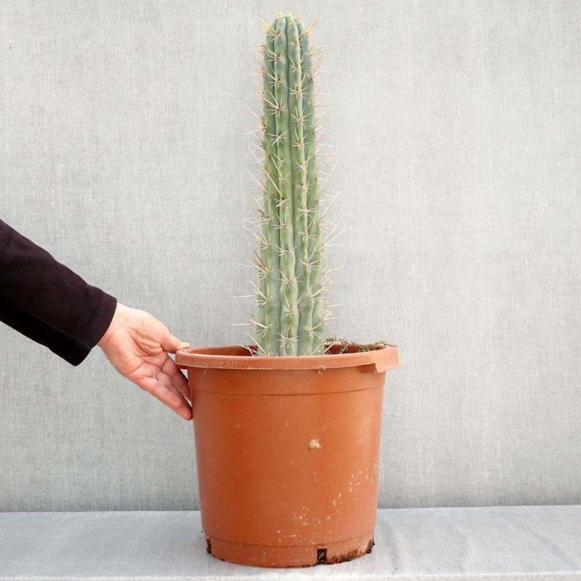 Esemplare di Trichocereus cuzcoensis Vaso da 12L/15L come consegnato in autunno