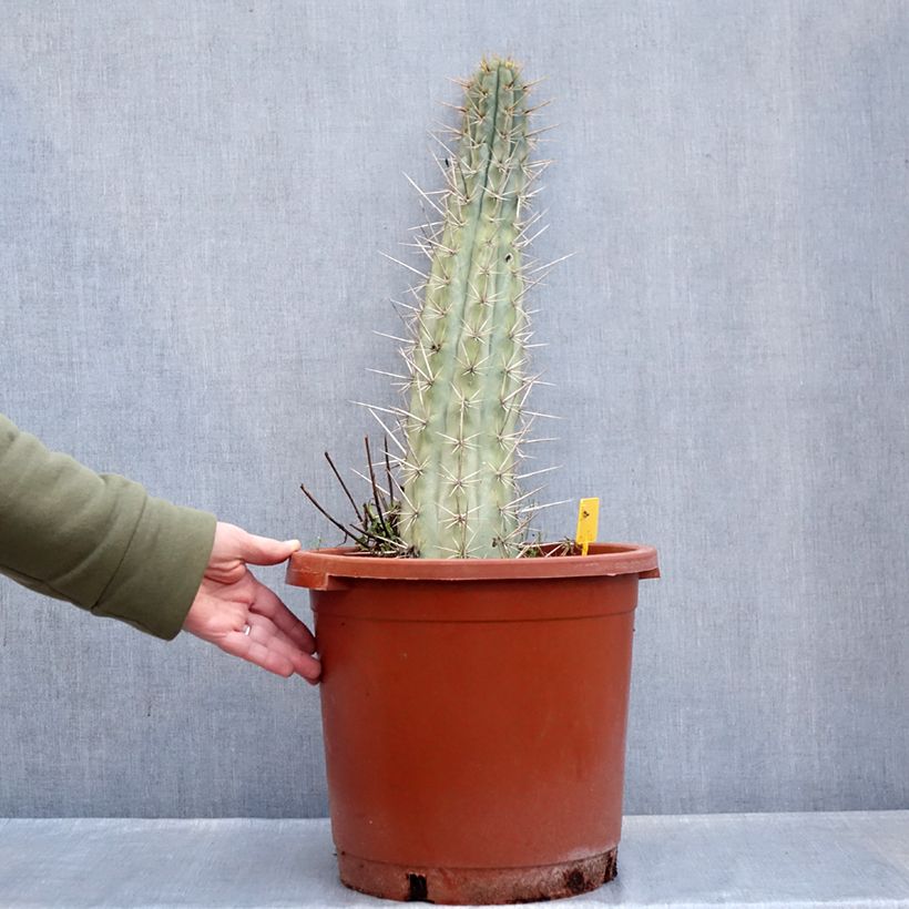 Trichocereus cuzcoensis Vaso da 12L/15L esemplare consegnato in inverno