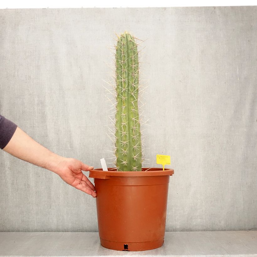 Trichocereus cuzcoensis Vaso da 12L/15L esemplare consegnato in primavera