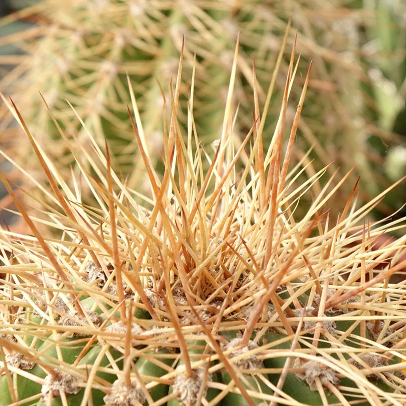 Trichocereus terscheckii (Foliage)