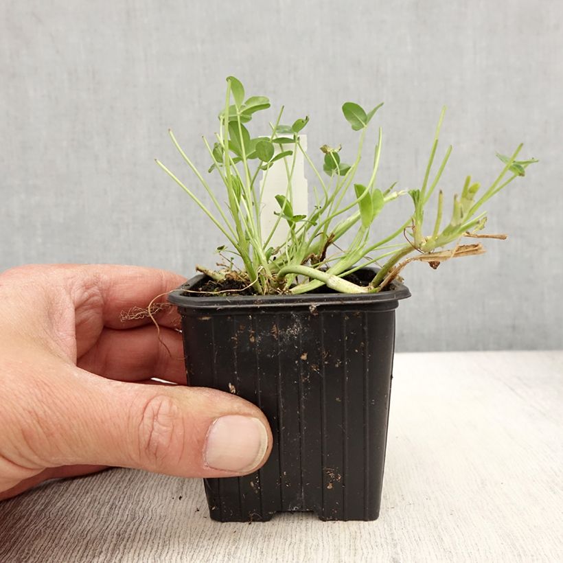 Trifolium fragiferum - Trèfle porte-fraise Vasetto da 8/9 cm esemplare consegnato in primavera