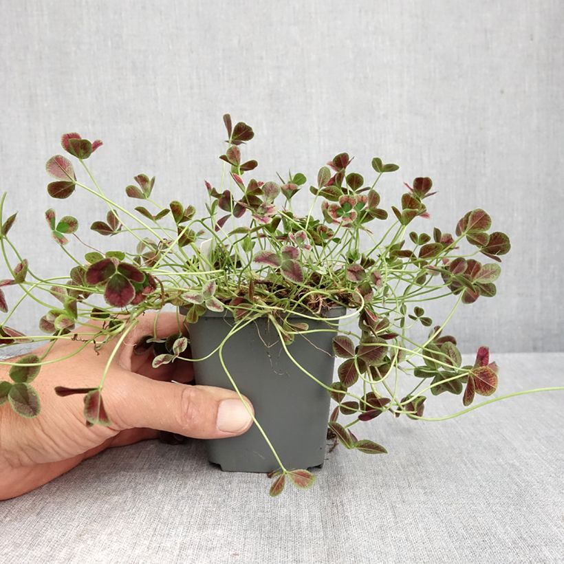 Esemplare di Trifolium repens Dark Debbie - Trèfle Godet de 8/9 cm come consegnato in autunno