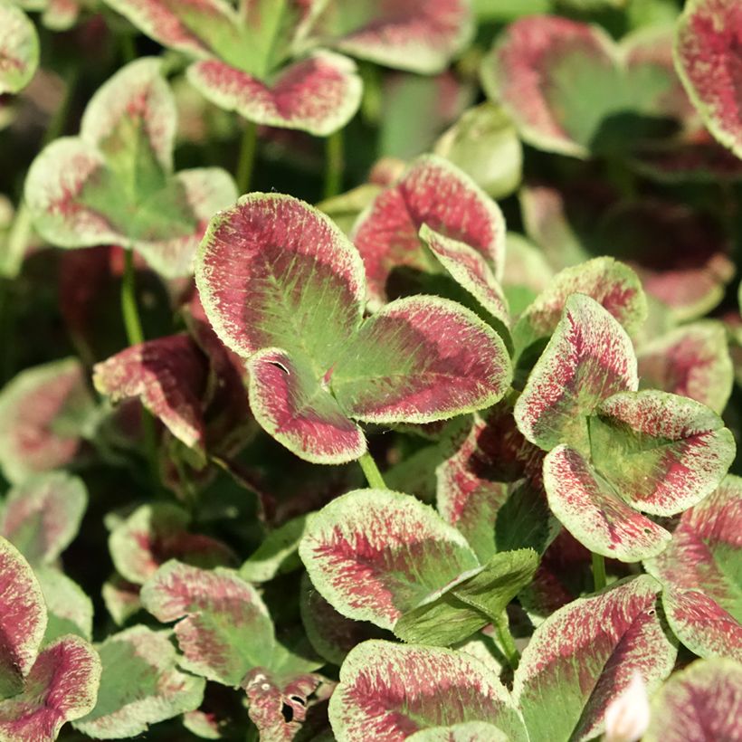 Trifolium repens Estelle - Trifoglio ladino (Fogliame)