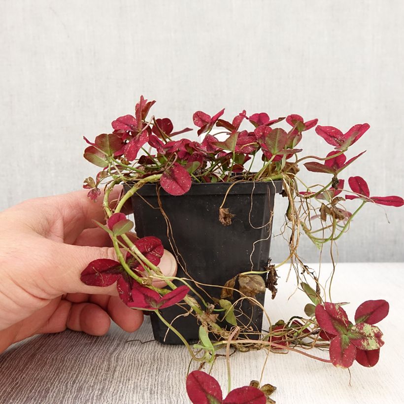 Trifolium repens Isabella - Trifoglio ladino Vasetto da 8/9 cm esemplare consegnato in primavera