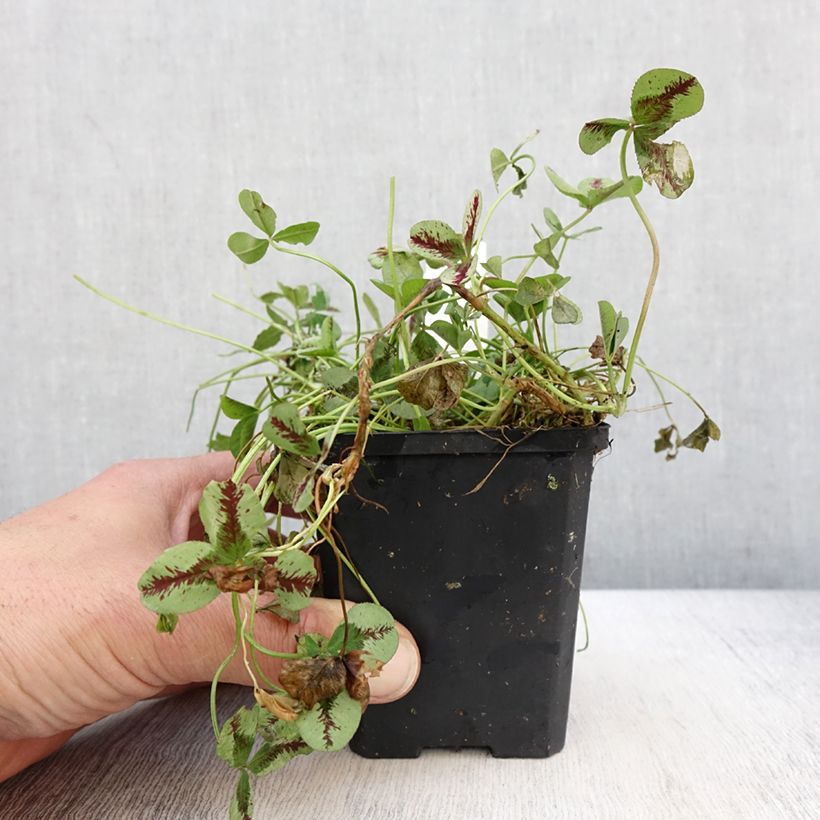 Example of Trifolium repens Sweet Mike - Trifoglio ladino Vasetto da 8/9 cm as you get in printemps
