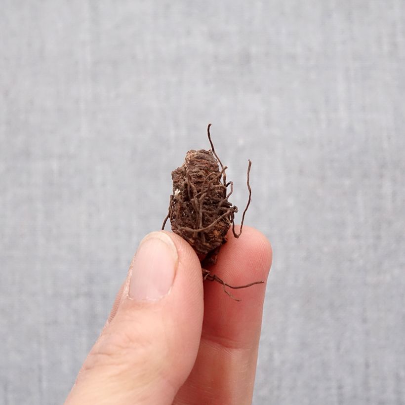 Trillium catesbyi Bulbo taglia I esemplare consegnato in primavera