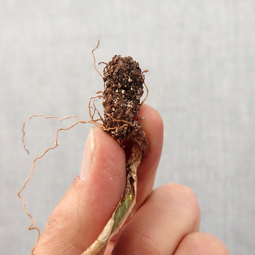 Trillium cuneatum Bulbo taglia I esemplare consegnato in primavera