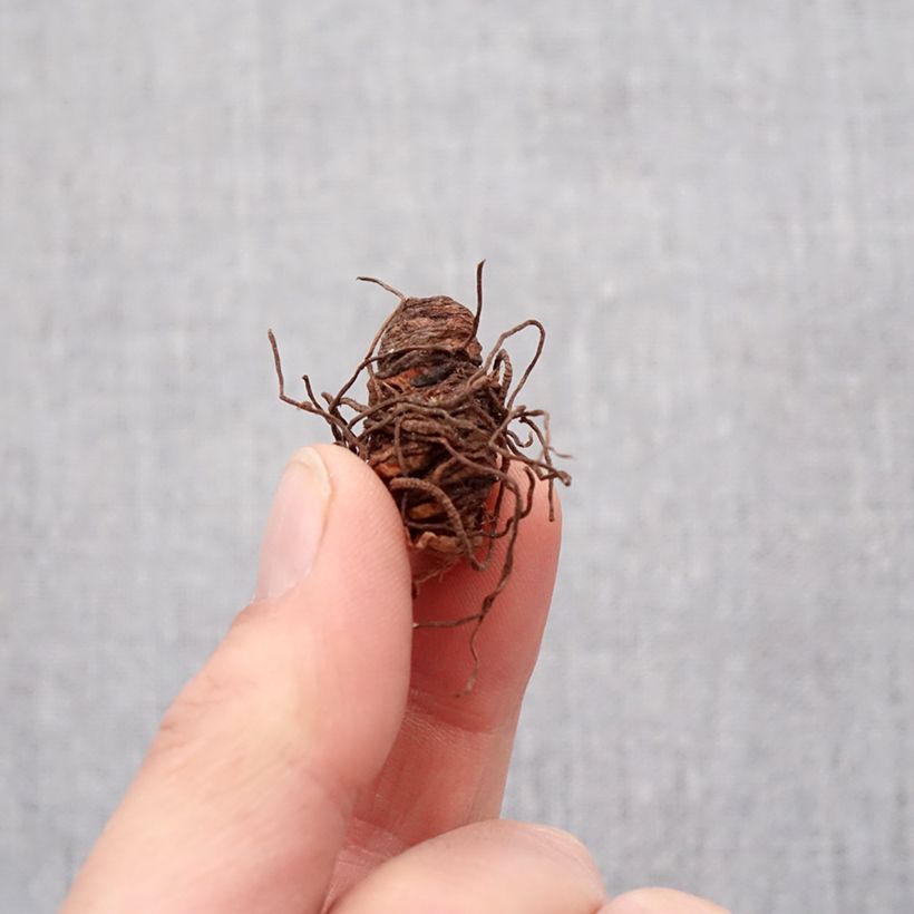 Trillium grandiflorum Flore Pleno Bulbo taglia I esemplare consegnato in primavera
