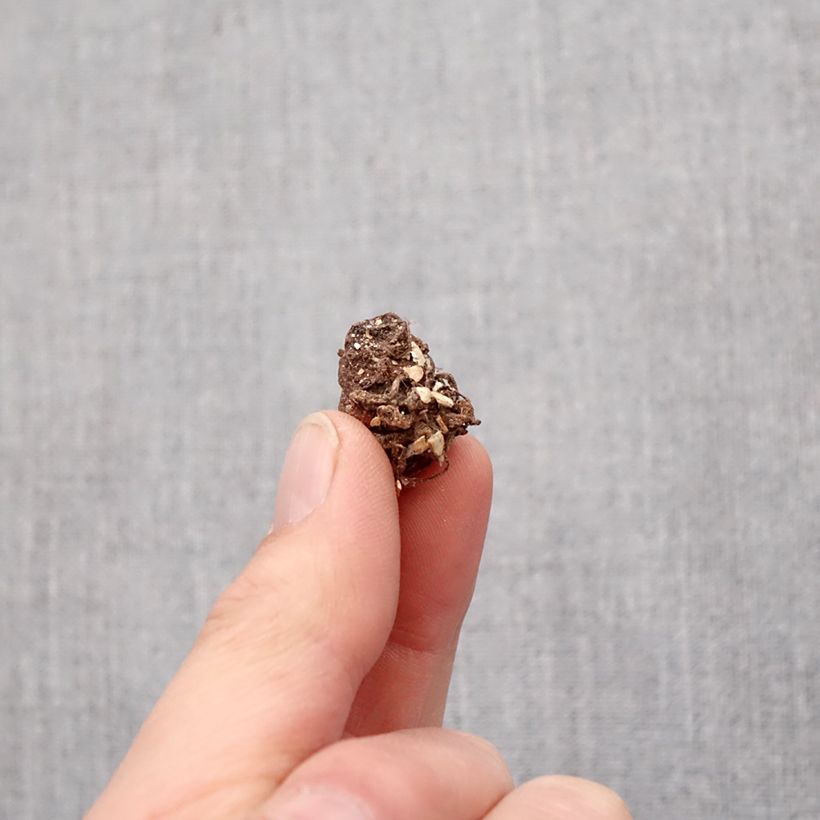 Trillium grandiflorum Bulbo taglia I esemplare consegnato in primavera