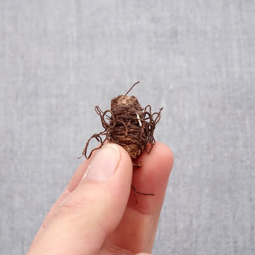 Trillium luteum (bulbi) Bulbo taglia I esemplare consegnato in primavera