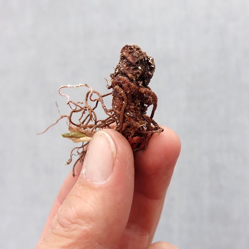 Trillium recurvatum (bulbi) Bulbo taglia I esemplare consegnato in primavera