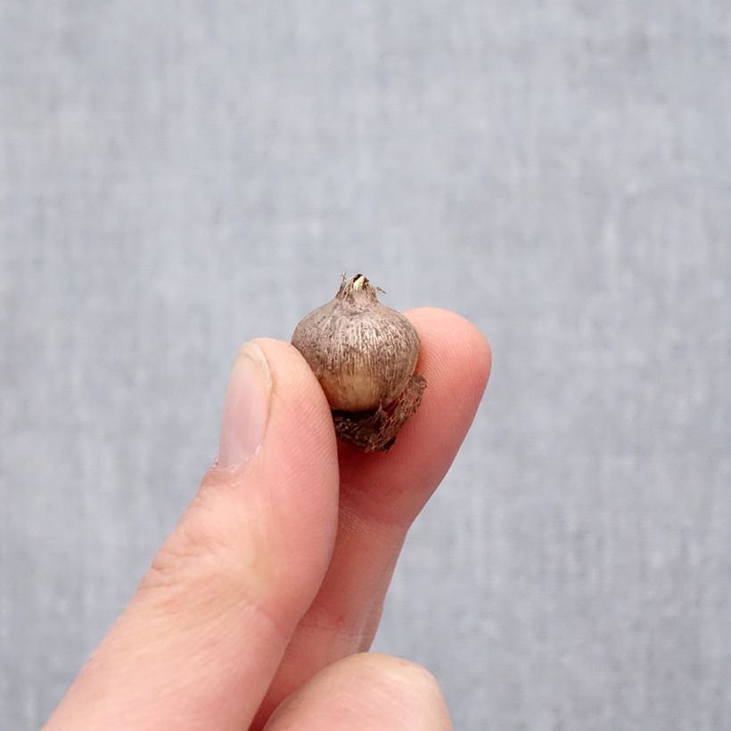 Triteleia ixioides Starlight Bulbo taglia 5+ esemplare consegnato in primavera