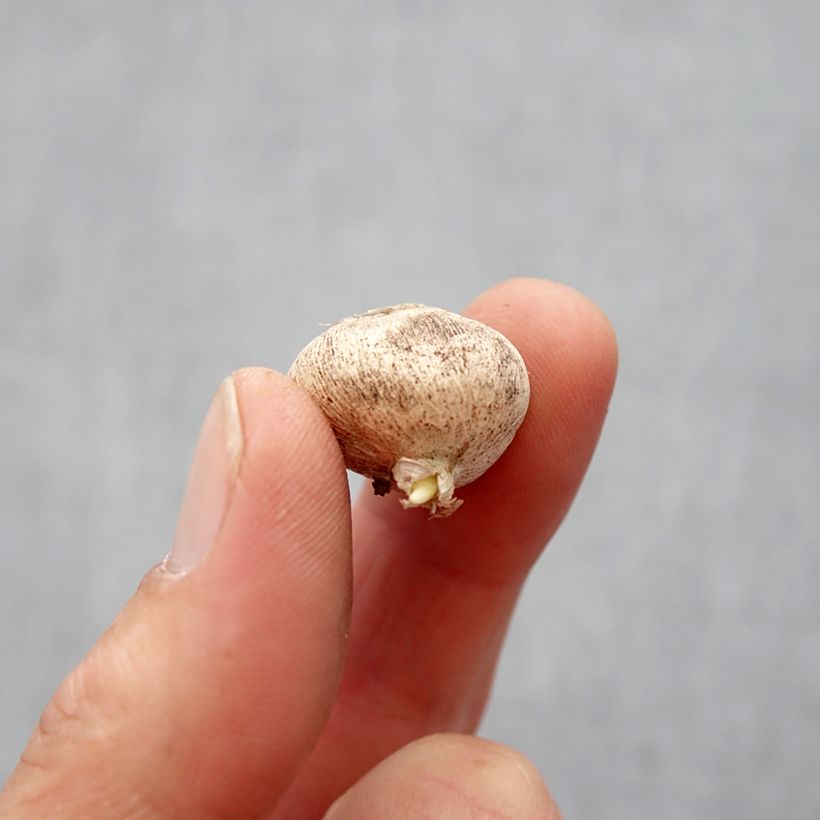 Triteleia laxa Queen Fabiola - Triteleia comune Bulbo taglia 4+ esemplare consegnato in primavera