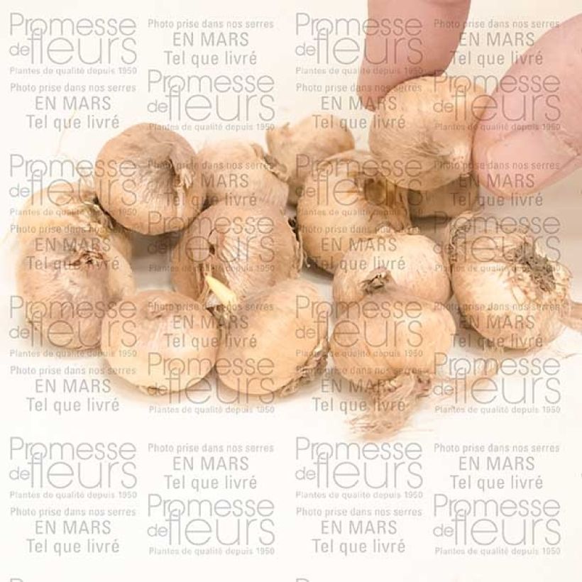 Esempio di esemplare Triteleia Rudy Bulbo taglia 5+ come consegnato