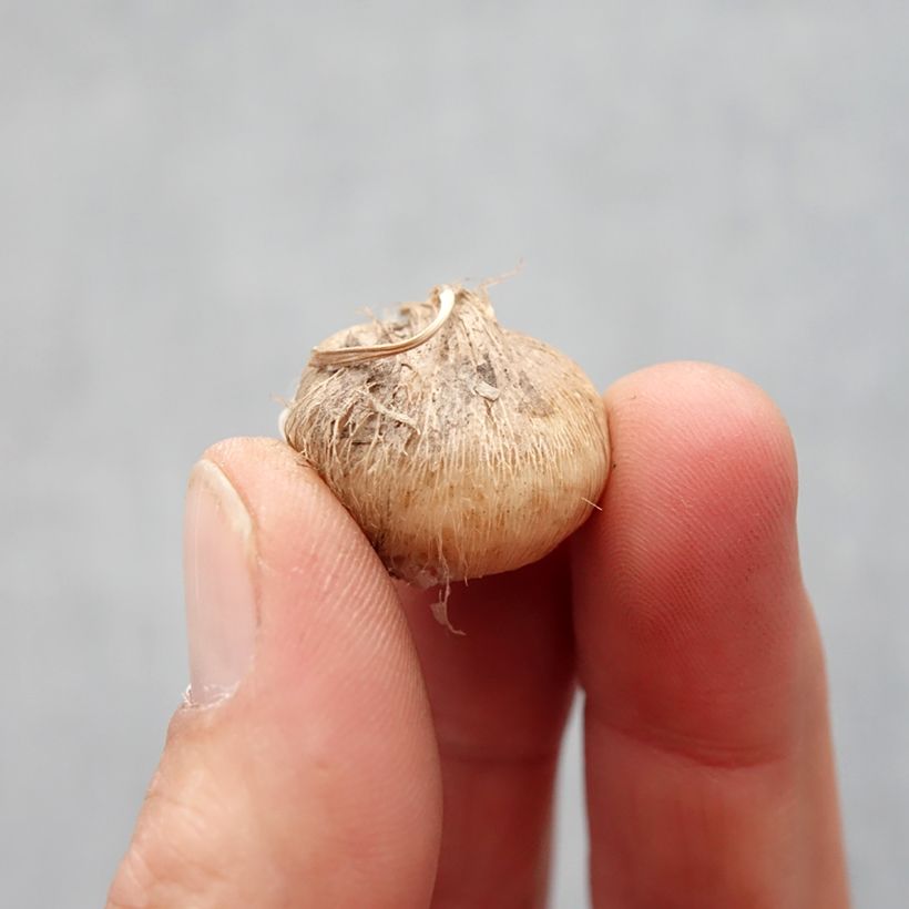 Triteleia Rudy Bulbo taglia 5+ esemplare consegnato in primavera