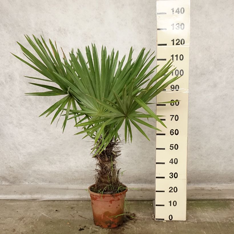 Esemplare di Trithrinax campestris - Palma caranday Vaso da 7,5L/10L come consegnato in autunno