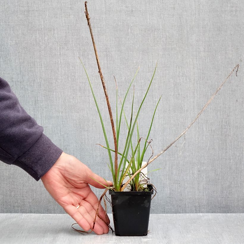 Esemplare di Kniphofia Lemon Popsicle - Giglio della torcia Vasetto da 8/9 cm come consegnato in autunno