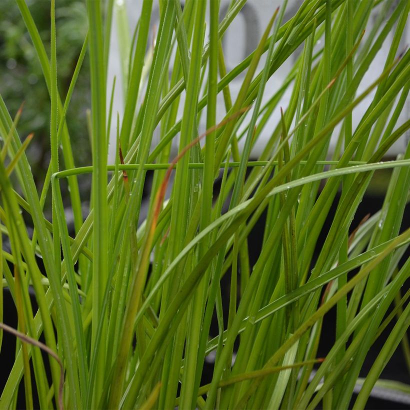 Kniphofia Mango Popsicle - Giglio della torcia (Foliage)