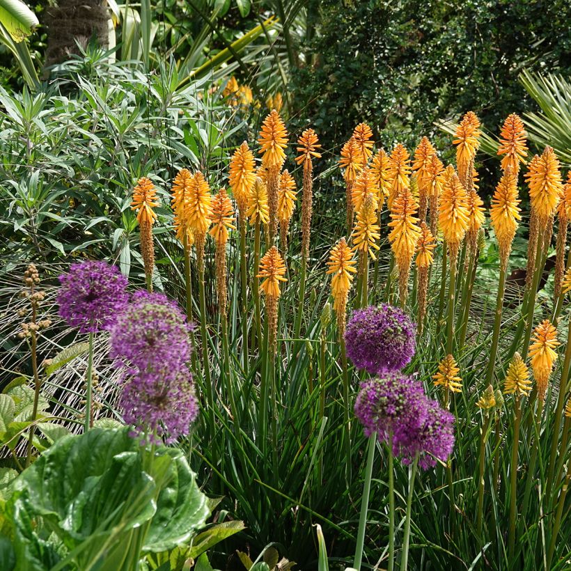 Kniphofia Mango Popsicle - Giglio della torcia (Plant habit)