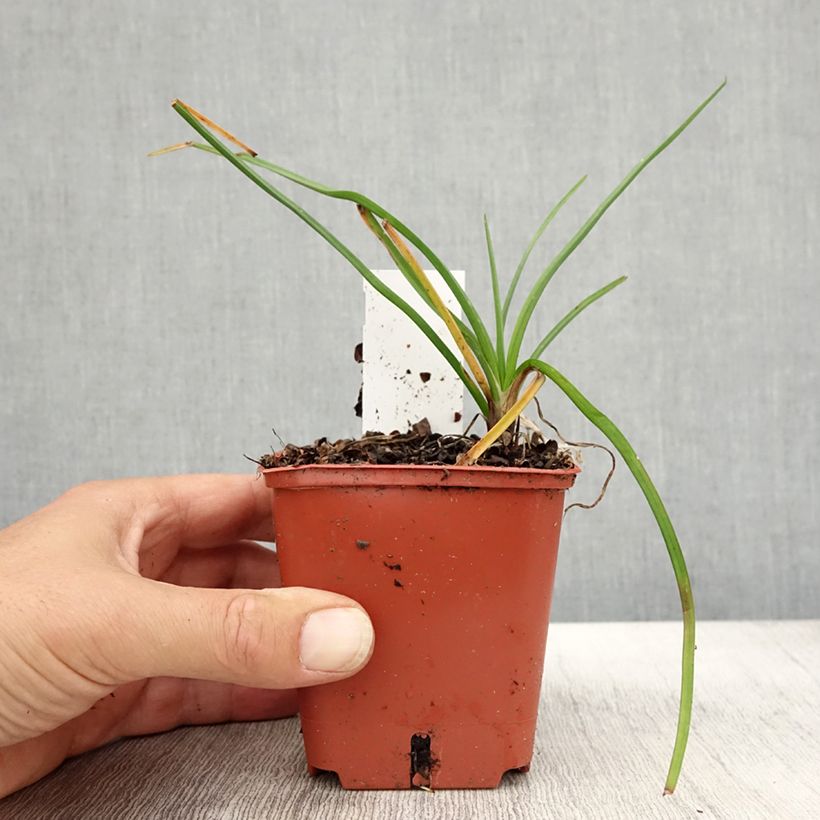 Esemplare di Tritoma - Kniphofia Mango Popsicle Godet de 8/9 cm come consegnato in autunno