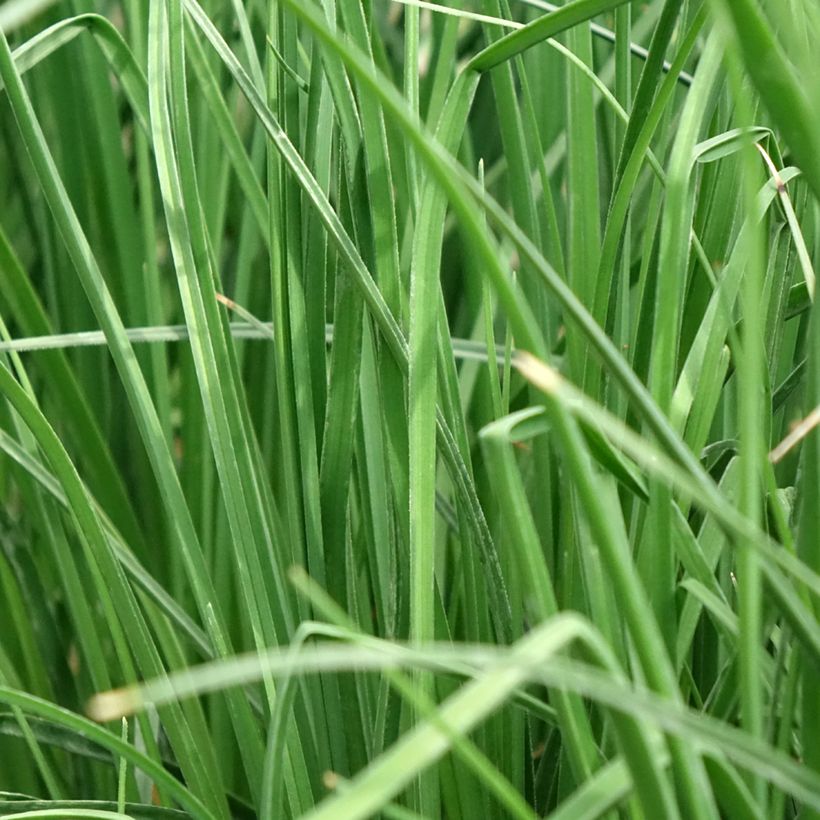 Kniphofia Papaya Popsicle - Giglio della torcia (Foliage)