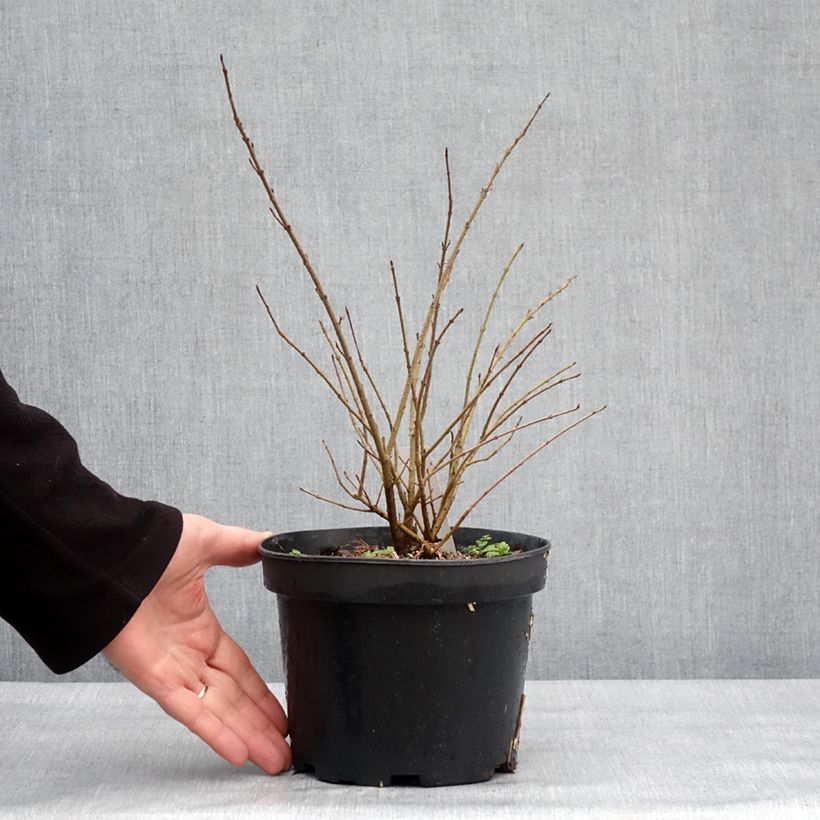 Troène commun - Ligustrum vulgare Lodense Pot de 3L/4L esemplare consegnato in inverno