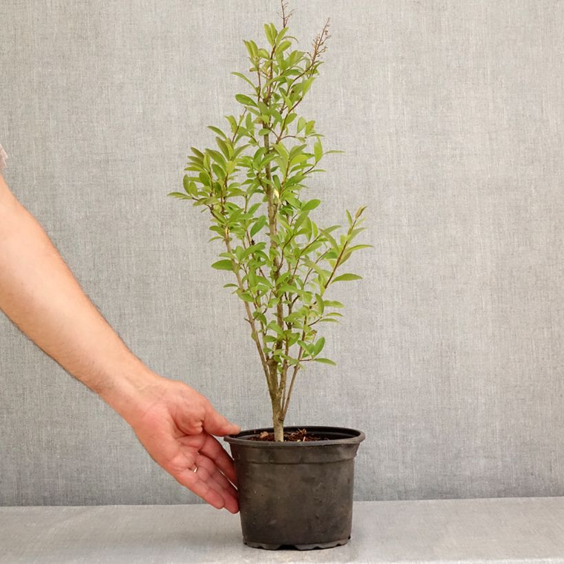 Esemplare di Ligustrum vulgare Atrovirens - Ligustro Vaso da 2L/3L consegnato in estate