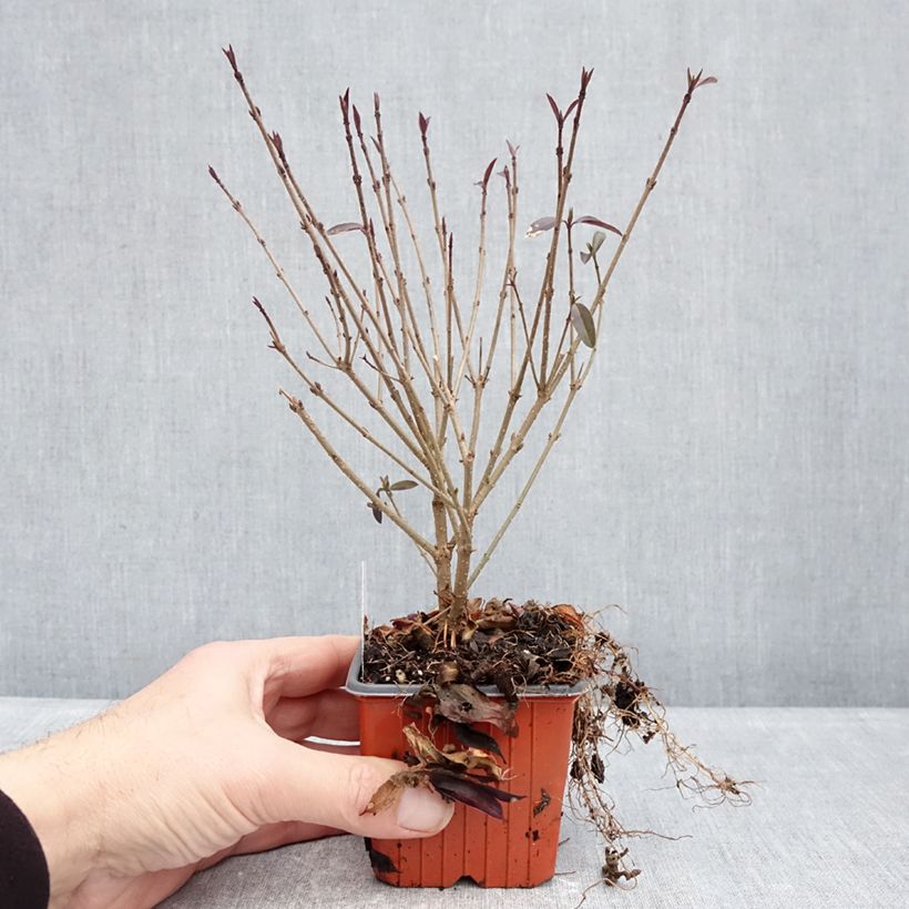 Ligustrum vulgare Lodense - Ligustro Vasetto da 8/9 cm esemplare consegnato in inverno