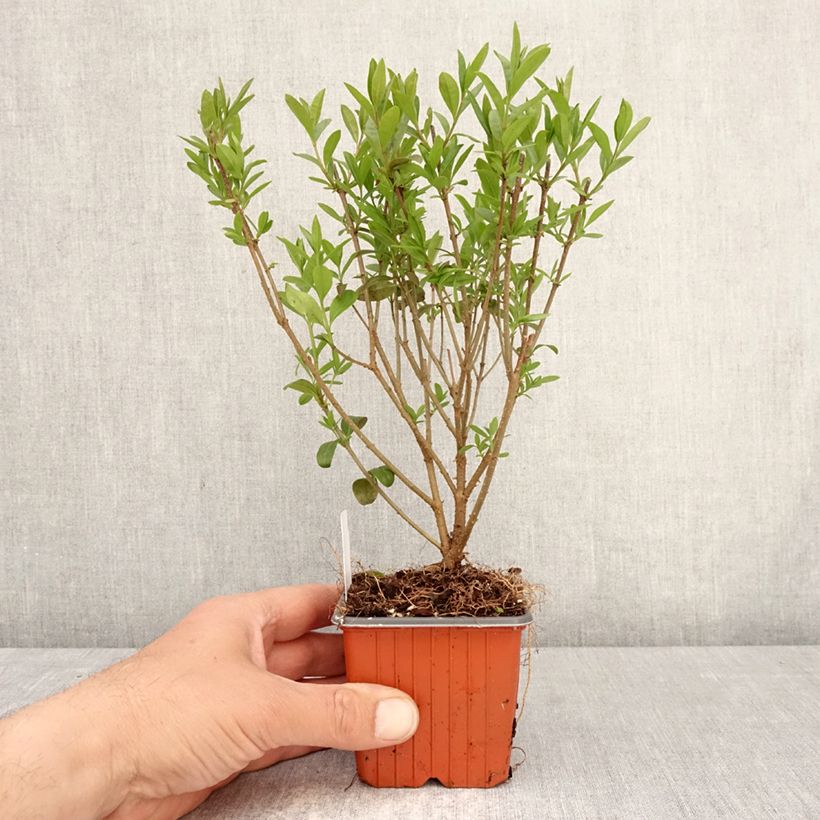Ligustrum vulgare Lodense - Ligustro Vasetto da 8/9 cm esemplare consegnato in primavera
