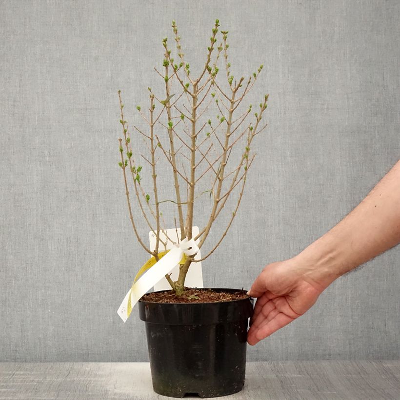 Example of Ligustrum ovalifolium Green Diamond - Ligustro a foglie ovali Vaso da 2L/3L as you get in printemps