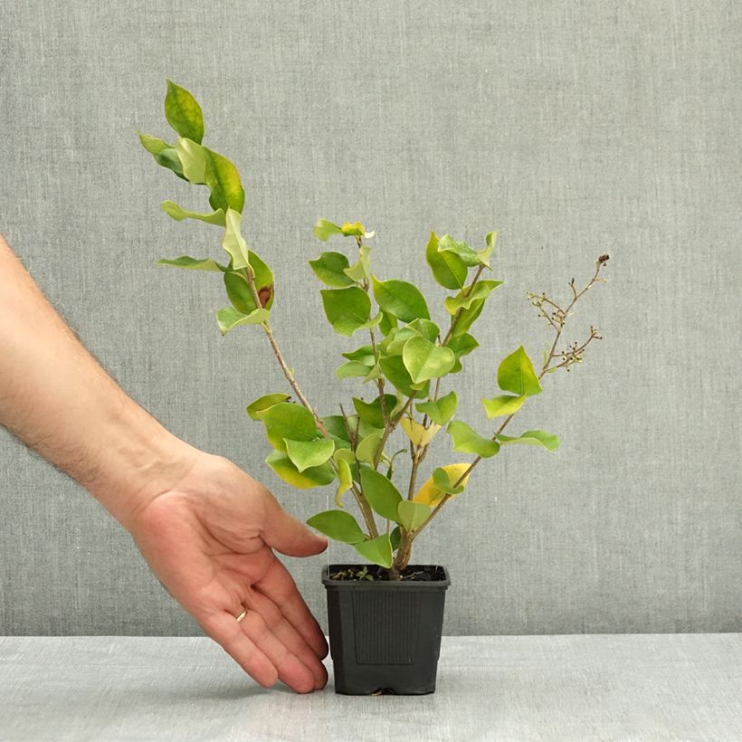 Esemplare di Ligustrum lucidum - Ligustro lucido Vasetto da 8/9 cm consegnato in estate