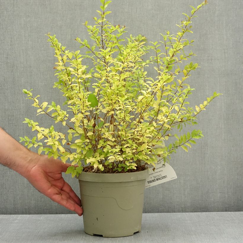 Ligustrum sinense Sunshine - Ligustro cinese Vaso da 2L/3L esemplare consegnato in primavera