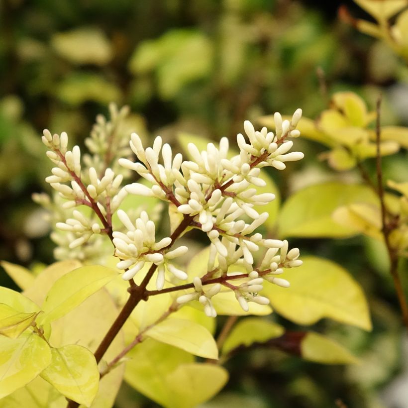 Ligustrum vicaryi - Ligustro (Flowering)