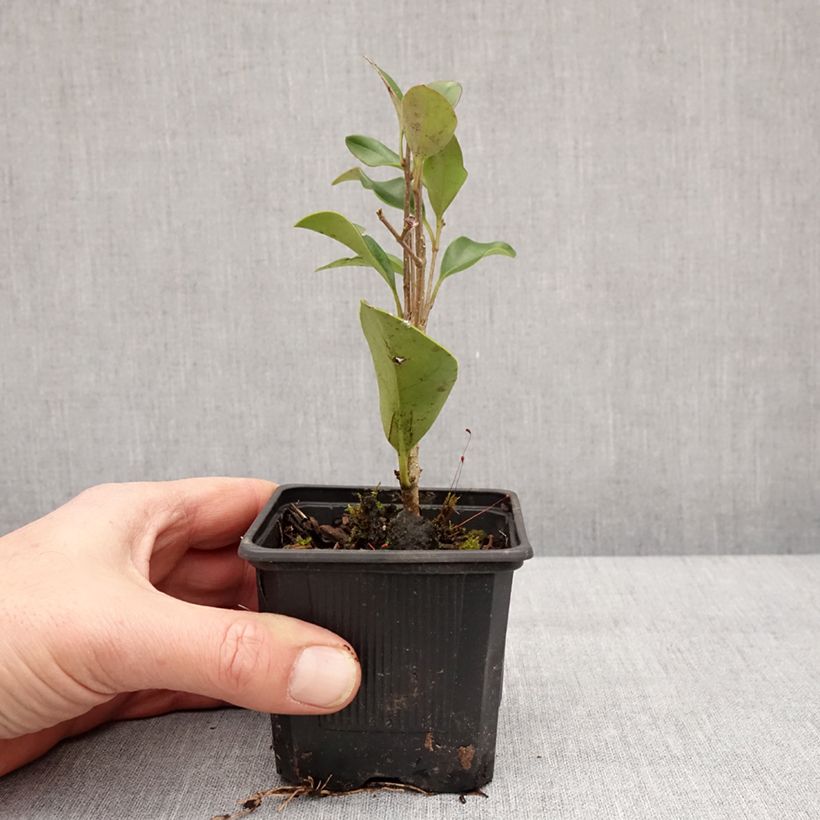Ligustrum japonicum - Ligustro giapponese Vasetto da 8/9 cm esemplare consegnato in inverno